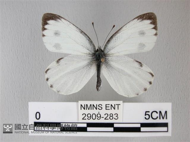 緣點白粉蝶藏品圖，第1張