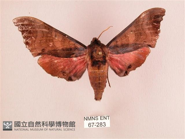 桃紅六點天蛾藏品圖，第1張