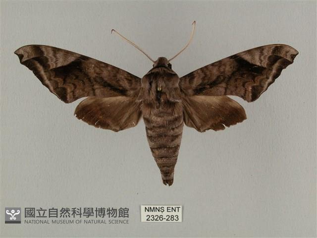 全緣缺角天蛾藏品圖，第1張