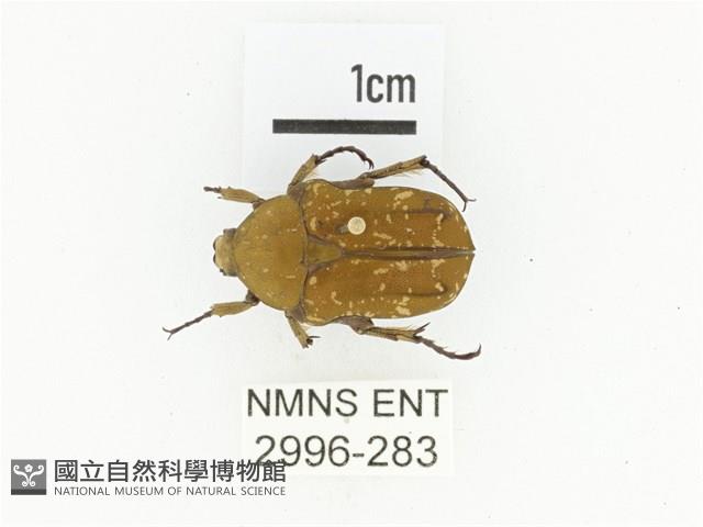 銅點花金龜藏品圖，第1張