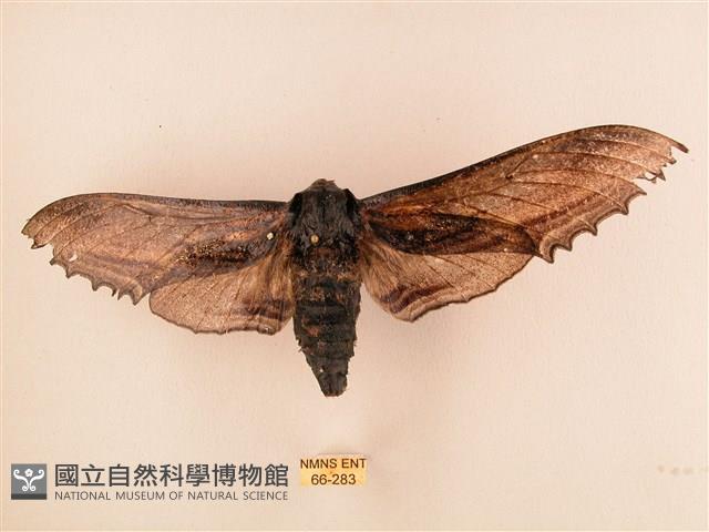 臺灣鋸翅天蛾藏品圖，第1張
