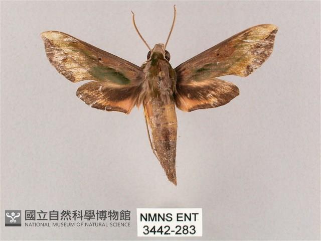 斜綠天蛾藏品圖，第1張