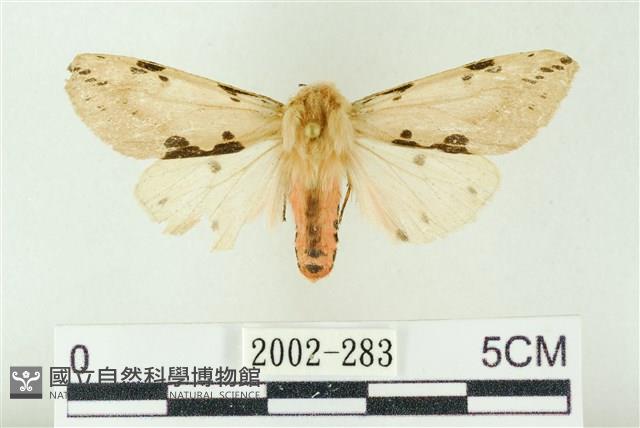 棍棒污燈蛾藏品圖，第1張