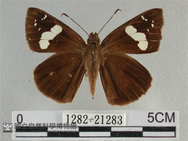 曲紋袖弄蝶藏品圖，第1張