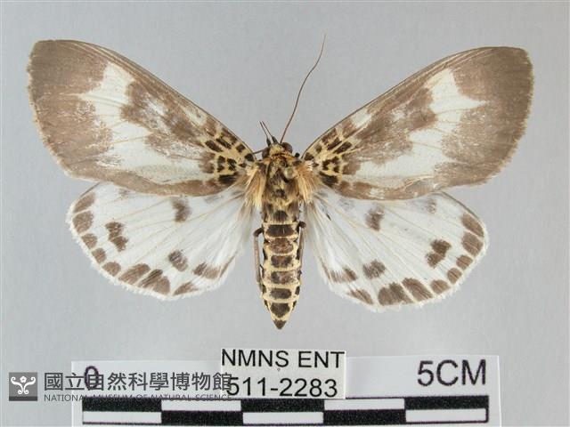 扭擬燈蛾藏品圖，第1張