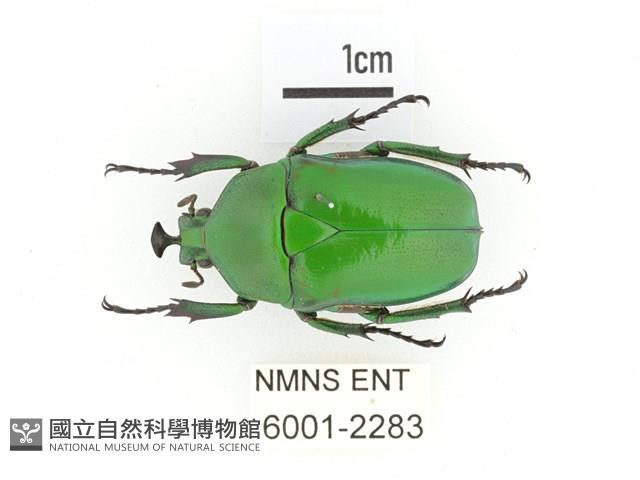 臺灣扇角金龜藏品圖，第1張