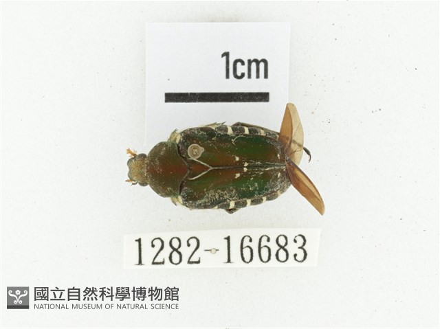 黑斑陷紋金龜藏品圖，第1張