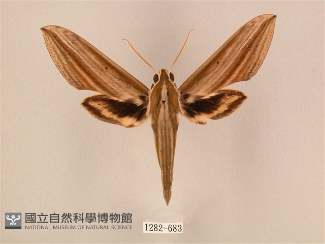 棕綠背線天蛾藏品圖，第1張