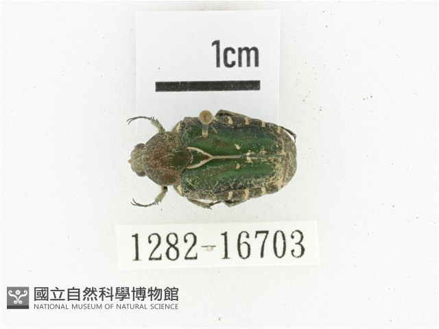 黑斑陷紋金龜藏品圖，第1張