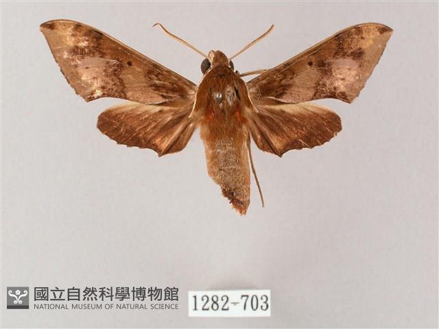 雙斑白肩天蛾藏品圖，第1張