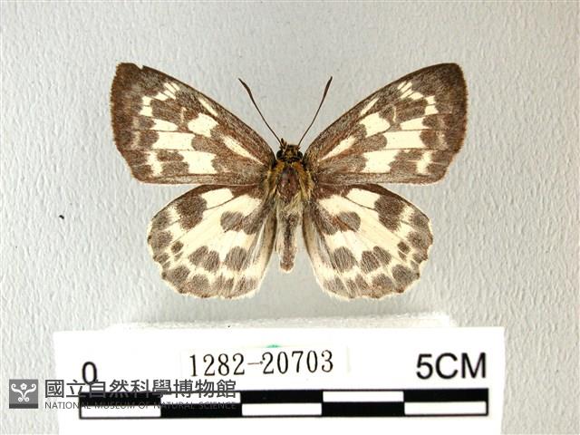 白弄蝶藏品圖，第1張