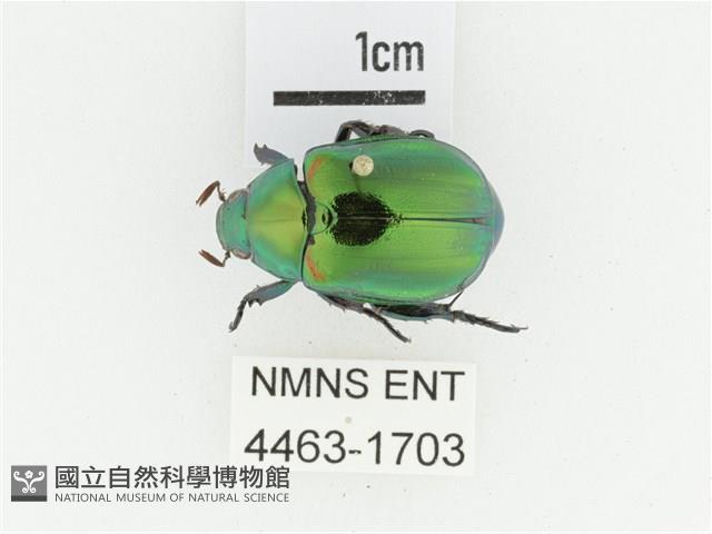 艷金龜藏品圖，第1張