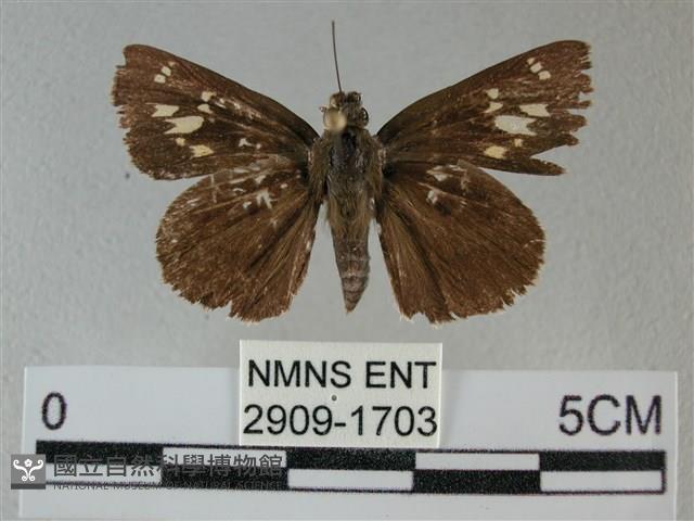 黑星弄蝶藏品圖，第1張