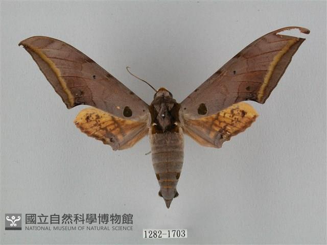 圓斑鷹翅天蛾藏品圖，第1張