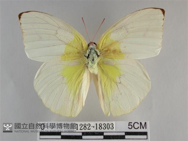 遷粉蝶、淡黃蝶藏品圖，第1張