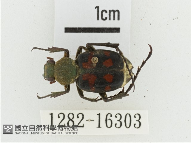 黃肩長腳花金龜藏品圖，第1張
