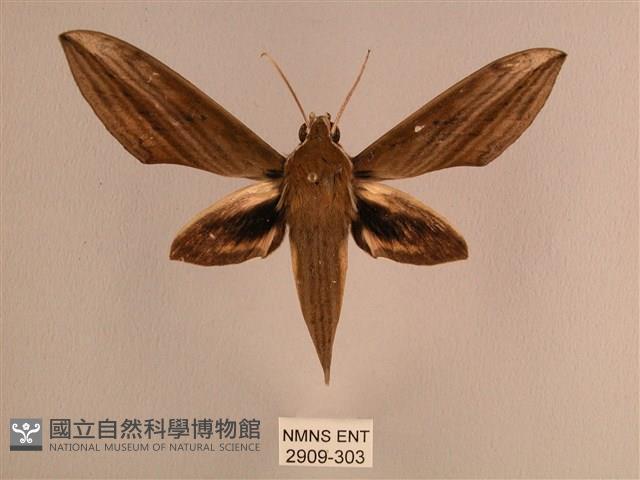 背線天蛾藏品圖，第1張