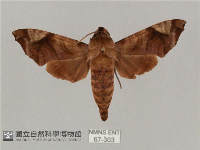 姬缺角天蛾藏品圖，第1張