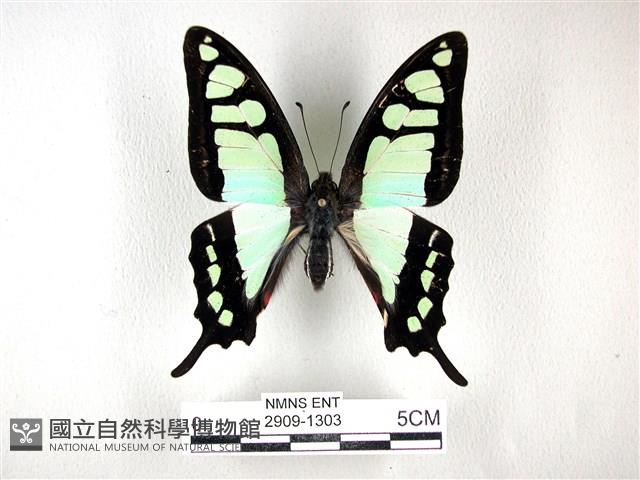 寬帶青鳳蝶藏品圖，第1張