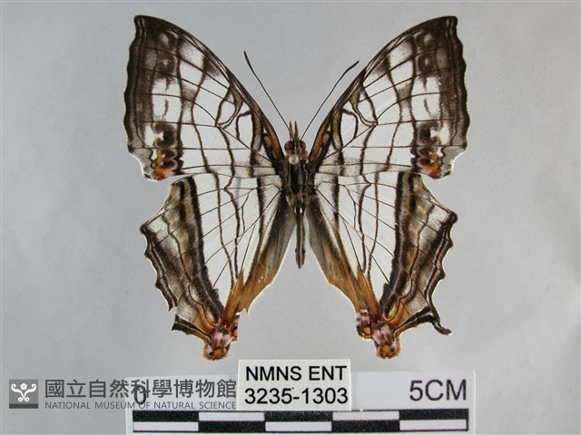 網絲蛺蝶、石牆蝶藏品圖，第1張