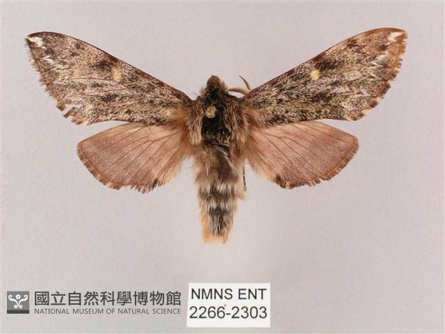 井上氏絨毛天蛾藏品圖，第1張