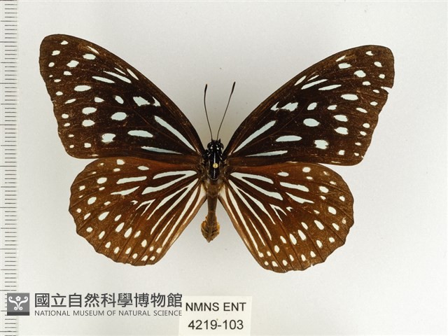 小紋青斑蝶藏品圖，第1張