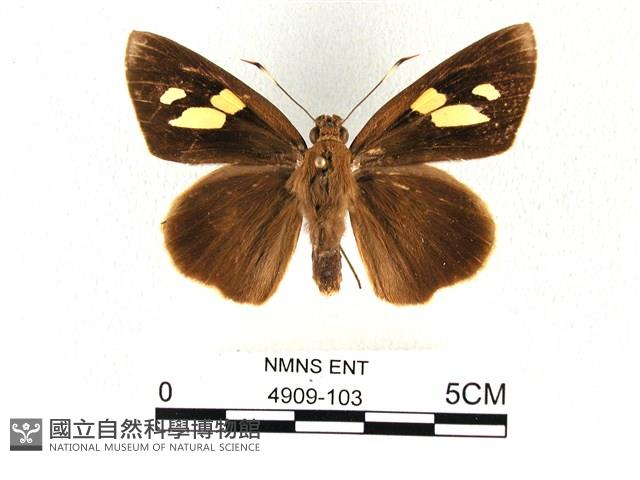 香蕉弄蝶藏品圖，第1張