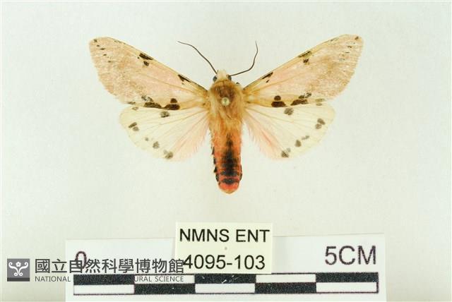 棍棒污燈蛾藏品圖，第1張