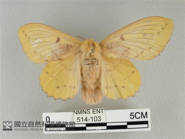 青枯葉蛾藏品圖，第1張