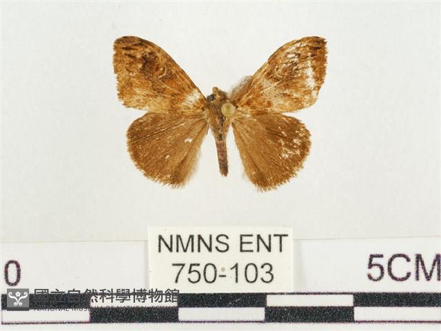 小白紋毒蛾藏品圖，第1張