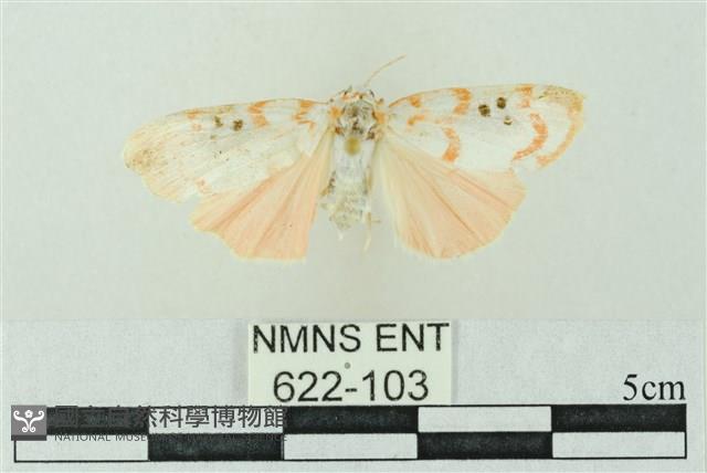 臺雪苔蛾藏品圖，第1張