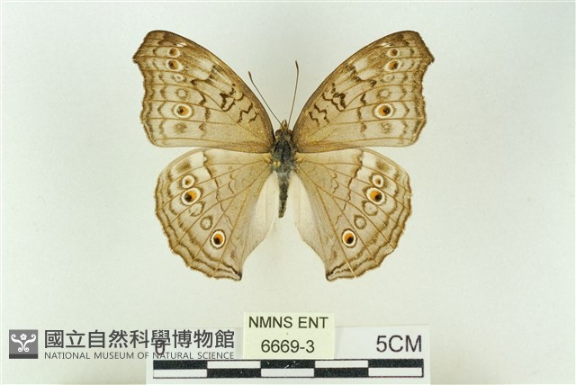 波紋眼蛺蝶藏品圖，第1張