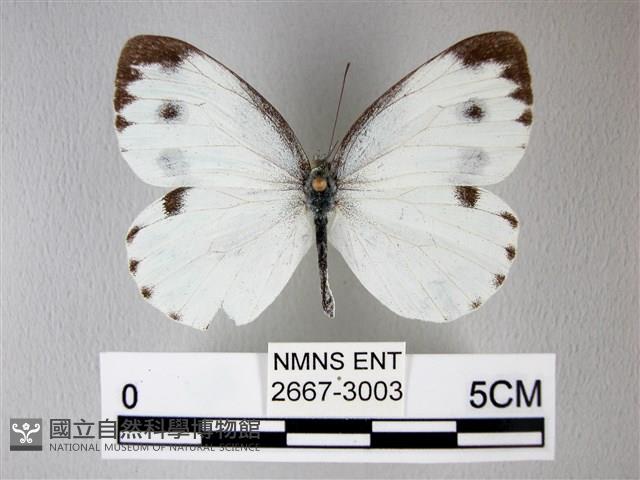 緣點白粉蝶藏品圖，第1張