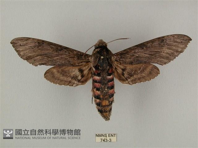 蝦殼天蛾藏品圖，第1張