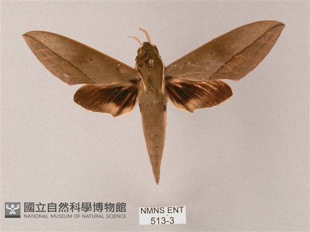 藏斜紋天蛾藏品圖，第1張