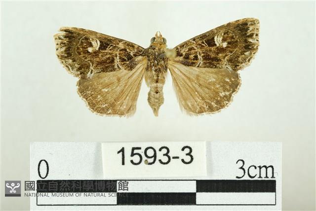 白斑散紋夜蛾藏品圖，第1張