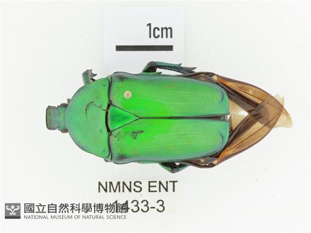 金艷騷金龜藏品圖，第1張