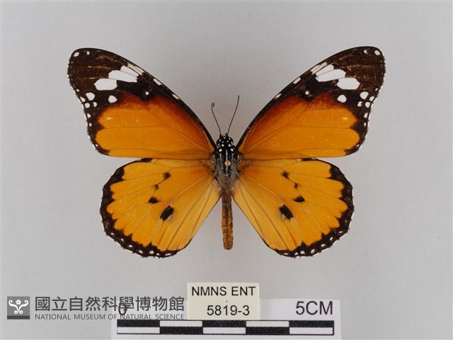 樺斑蝶藏品圖，第1張