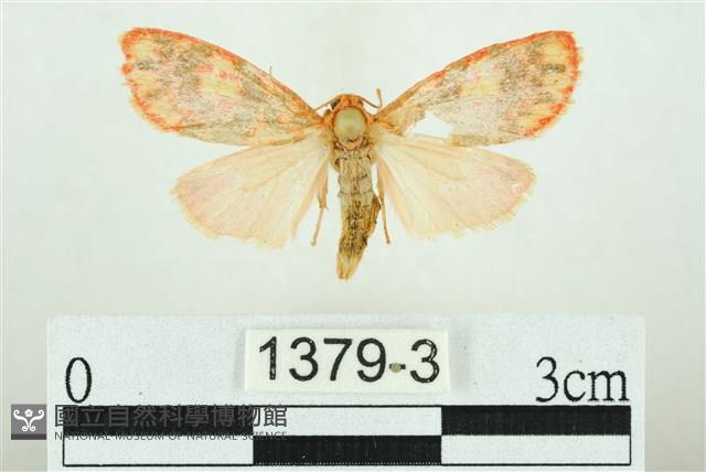 三色豔苔蛾藏品圖，第1張