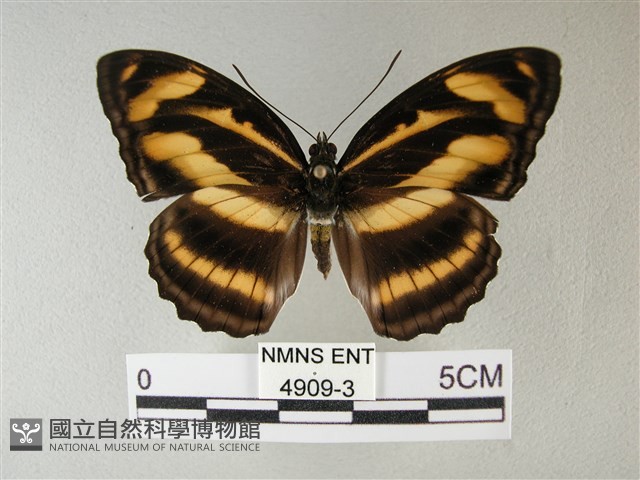 雙色帶蛺蝶藏品圖，第1張