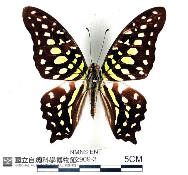 翠斑青鳳蝶藏品圖，第1張