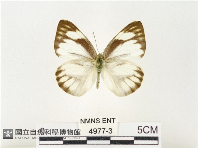 鑲邊尖粉蝶藏品圖，第1張