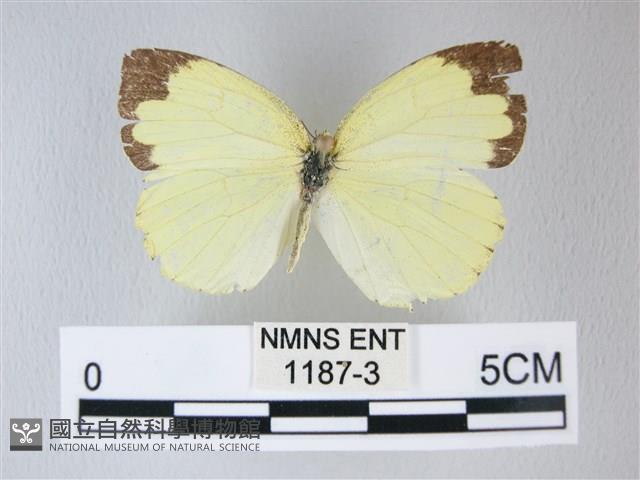 荷氏黃蝶藏品圖，第1張