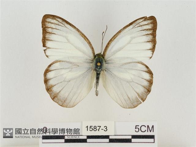 淡褐脈粉蝶藏品圖，第1張