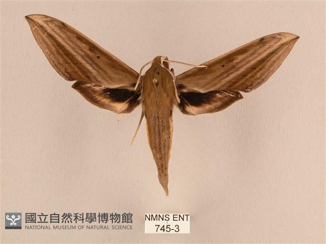 背線天蛾藏品圖，第1張