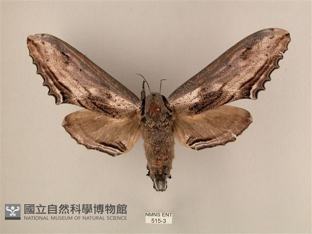臺灣鋸翅天蛾藏品圖，第1張