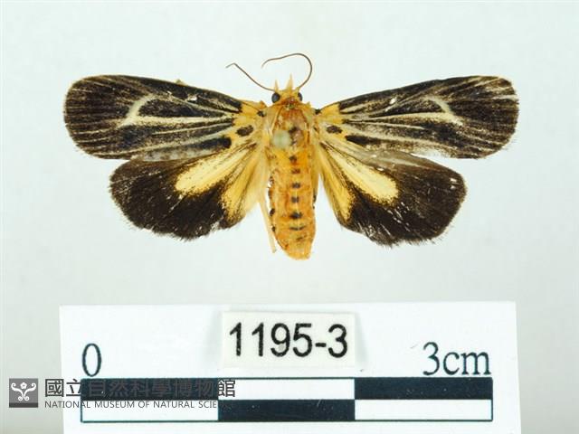 黃肩奇蛾藏品圖，第1張