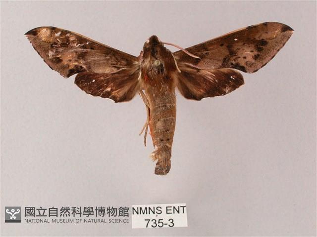 雙斑白肩天蛾藏品圖，第1張