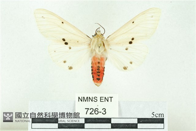 菊池污燈蛾藏品圖，第1張