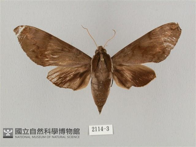 鋸線天蛾藏品圖，第1張